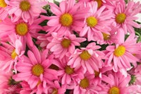 a bouquet of pink daisies on a white background